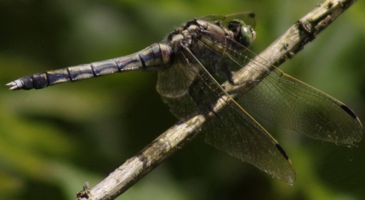 Due libellulidae ? - Orthetrum albistylum